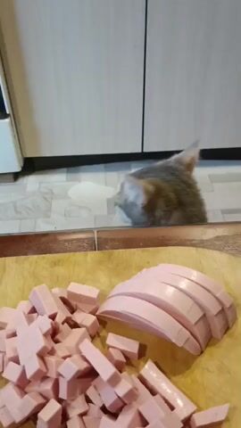 The video shows a close-up of a cutting board with chopped and sliced sausage. A cat is visible in the background, peeking over the edge of the counter. The cat appears to be a tabby with gray and brown fur. The environment appears to be a kitchen, with cabinets visible in the background. The floor is tiled. The lighting is natural, coming from above. The camera is focused on the sausage, with the cat slightly out of focus in the background. The video is short, lasting only a few seconds.