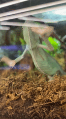 Betta fish priced at $300 observed for sale in Puebla