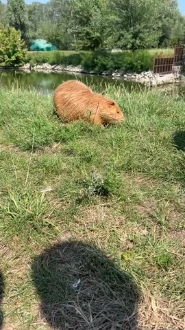 A nutria with orange fur sits on green grass by the edge of a body of water. The nutria is facing to the right, then turns to face the camera and opens its mouth before turning back to the right and sniffing the ground. Trees and a green tent are visible in the background. The scene is outdoors during daylight.