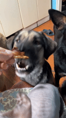 Backyard barbecue with multiple pets in Nizhny Tagil, Russia