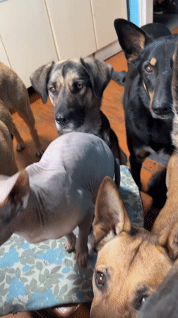 Backyard barbecue with multiple pets in Nizhny Tagil, Russia