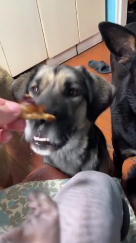 Backyard barbecue with multiple pets in Nizhny Tagil, Russia