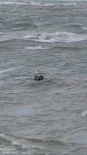 Seals spotted off Berck beach on a rough August afternoon