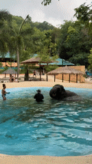 Elephants interact with handlers at Kathu facility