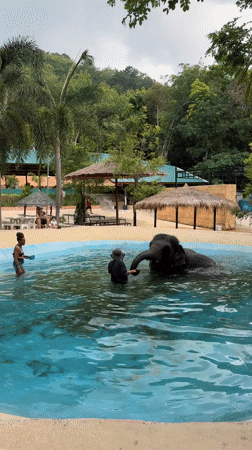 Elephants interact with handlers at Kathu facility