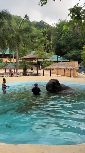 Elephants interact with handlers at Kathu facility