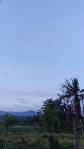 This video captures a tranquil rural landscape in Meunasah Bie, Indonesia, likely at dusk or dawn given the soft, diffused light and pale blue sky. The scene is dominated by a wide expanse of sky, with a few wispy clouds near the horizon. Below the sky, a line of mountains forms a gentle silhouette in the distance. In the foreground, a field of dry, grassy vegetation stretches across the frame. Scattered throughout the field are several trees, including a few tall palm trees with their characteristic fronds, and a smaller, leafy tree. The overall impression is one of quiet serenity and natural beauty, evoking a sense of peace and stillness. There are no people or explicit objects visible, emphasizing the untouched, natural feel of the setting.