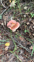 Mushroom spotting along a dirt forest path in rural Belarus