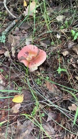 A close-up shot of a pink mushroom in a forest floor. The mushroom has a broad cap with wavy edges and a stem. It is surrounded by dry leaves, pine needles, and green grass. Several small, white mushrooms are visible in the background. The lighting is dim, suggesting an overcast day or a shaded area. The camera remains stationary, focusing on the mushroom.