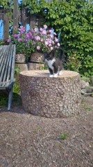 Kitten explores a garden stump in Kempelevo, Russia