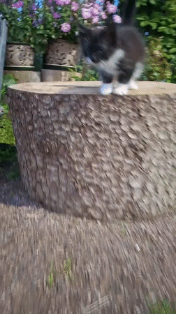 Kitten explores a garden stump in Kempelevo, Russia