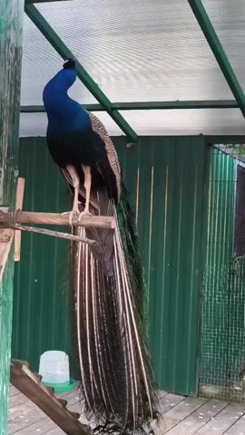 A peacock with a vibrant blue neck and iridescent green and blue tail feathers is perched on a wooden beam. Its long train of feathers hangs down, showcasing intricate patterns of white and black. The peacock is positioned in an outdoor enclosure with a green corrugated metal wall behind it and a transparent roof overhead. A wooden structure, possibly a perch or part of the enclosure's framework, is visible to the left. A white water dispenser is on the ground below the perch. The lighting suggests it is daytime.