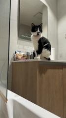 Black and white cat sits on bathroom vanity in Belgrade
