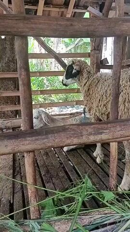 This video shows two sheep in a wooden enclosure. One sheep, larger and with brown and white wool, stands near the right side of the frame, facing left. It has a black and white face. A smaller, white sheep lies down in front of it. The enclosure is made of rough wooden planks and bamboo. Green vegetation is visible in the background.