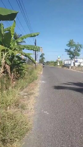 A low-angle, handheld shot captures an empty asphalt road under a clear blue sky. On the left side of the road, lush green vegetation, including banana trees, lines the verge, with utility poles and wires overhead. The right side of the road features a white fence and a sparse scattering of trees, with a building in the background. A single motorcycle, with a rider visible, travels away from the camera down the road. The motorcycle casts a shadow on the asphalt. The overall scene suggests a rural or semi-rural environment on a sunny day.