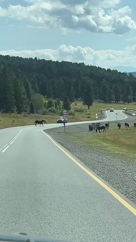 A herd of horses is grazing on the side of a winding road with trees and mountains in the background. Several cars are driving on the road, and some horses are walking across the road. A speed limit sign indicates 50. The sky is partly cloudy. The camera appears to be mounted inside a vehicle, looking out at the scene.