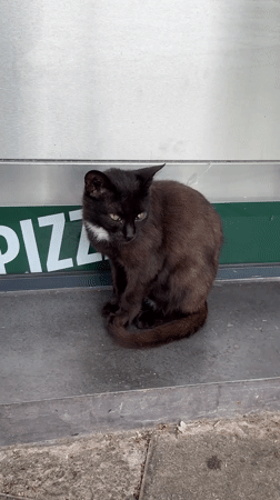 Morning scenes captured in Plovdiv: cat, flowers, Bulgarian flag