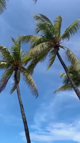 The video displays a low-angle view looking up at several palm trees against a bright blue sky with scattered wispy clouds. The palm fronds are a vibrant green and appear to be moving slightly, suggesting a gentle breeze. The trunks of the palm trees are dark and textured, and they lean at various angles. The overall scene evokes a tropical or coastal setting.