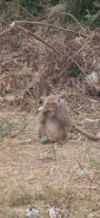 Macaque monkey filmed eating on ground in Đà Nẵng