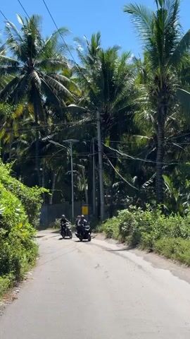The video shows three people riding motorbikes on a paved road. The road is surrounded by lush greenery, including many tall palm trees. The sky is blue and clear. The motorbikes are traveling from the distance towards the camera. A gray concrete wall and rocks appear on the right side of the road. A solar panel on a pole is also visible on the right. The camera is filming from a vehicle.