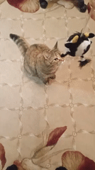Tabby cat goes all-in on a tiny stuffed cow toy