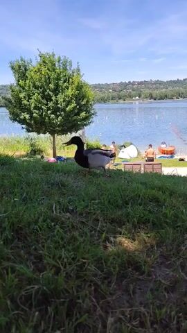 The video shows a duck standing on a grassy area near a lake. The duck is predominantly black and grey with red feet. It is near a small tree and a group of people are visible in the background near the shoreline. The lake is calm and a clear sky is overhead. The overall setting suggests a sunny day at a lake or beach.