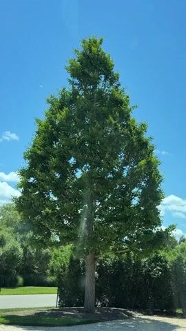 A tall, slender tree with a full canopy of green leaves stands against a clear blue sky with scattered white clouds. The tree trunk is light brown and appears to be smooth. The base of the tree is surrounded by dark brown mulch. Behind the tree, a dense hedge of green foliage is visible, with more trees and vegetation further in the background. The scene appears to be outdoors on a sunny day.
