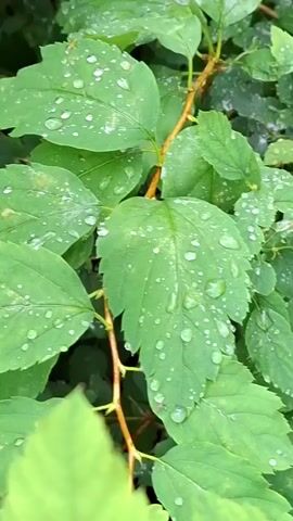 A close-up shot of green leaves covered in water droplets. The leaves are on a branch and appear to be outdoors, possibly after a rain shower.