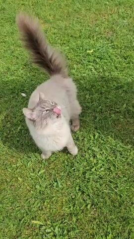 A fluffy, light-colored cat with darker fur on its face and tail stands on a grassy lawn. The cat looks up at the camera with its mouth slightly open, then lowers its head to sniff at something on the grass. It is a sunny day and the grass is green and well-maintained.