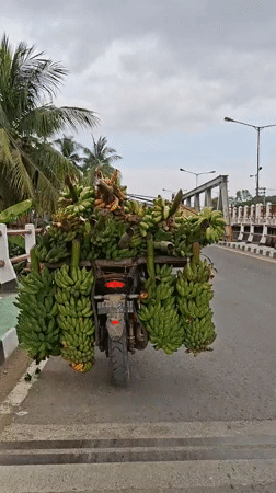 Banana-laden motorcycle spotted transporting cargo in Indonesian village