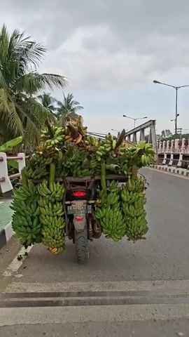 The video shows a motorcycle heavily loaded with bunches of green bananas, driving across a bridge. The motorcycle has a metal frame attached to it to support the large quantity of bananas stacked on top and hanging on either side. The environment includes palm trees, a bridge with metal framework, streetlights, and a road with painted lines. The sky is overcast. The camera follows the motorcycle from behind as it moves across the bridge. The license plate is visible.