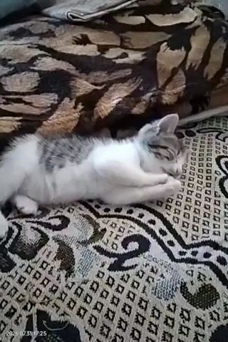 A kitten is sleeping on a patterned sofa. The kitten is white with gray tabby markings on its head and back. It is lying on its side with its paws tucked under its head. The sofa is covered in a black and white patterned fabric. The kitten appears to be comfortable and relaxed.