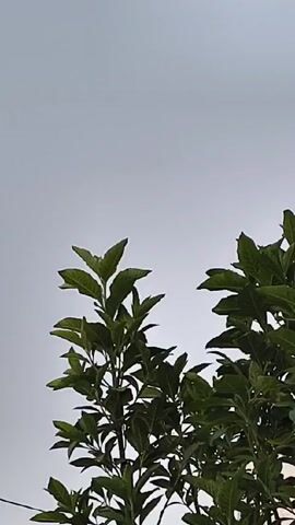 Here is a forensic description of the video:

The video shows a shot looking up at the sky through the branches of a green leafy tree. The sky is overcast, with a uniform gray color. The tree branches fill the bottom portion of the frame, contrasting against the bright sky. There are no people, animals, or other objects visible in the shot, and no apparent action or interaction taking place. The focus remains on the foliage against the monochrome sky.