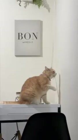 The video shows a light orange cat with a collar sitting on a white table and reaching for a thin, clear string hanging down from the ceiling. The cat paws at the string, then turns and steps down off the table behind a black chair. The background includes a white wall with a framed print that reads "BON APPÉTIT" and a small green plant hanging above the print. There are a few jars sitting on the table next to the cat.