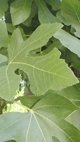 The video shows a close-up view of a fig tree with several unripe green figs and large green leaves. The camera pans slightly, focusing on the figs and leaves. The background is blurred, suggesting other foliage or an outdoor environment.
