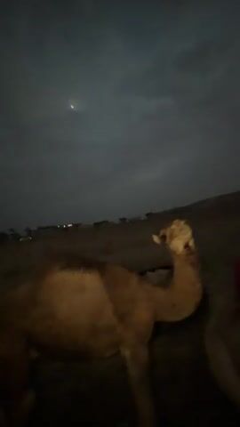 The video opens with a medium shot of a camel standing in a dirt area at night. The sky is dark with a visible moon or bright star. The camel is looking slightly to its right. In the next frame, a shirtless man with curly blonde hair and a muscular physique enters the frame from the left, smiling at the camera and standing next to the camel. He reaches out and gently touches the camel's back. He then turns his head to look at something off-camera to his right, his expression shifting to surprise. In the background, another person can be seen kneeling. The man then turns back to the camera, his surprised expression still evident. He then turns to look to his right again, moving slightly. The video ends with a shot of the man looking off-camera to his right. The environment appears to be a desert or arid landscape with sparse vegetation and a sandy or dirt ground.