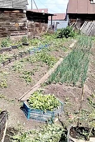 The video shows an outdoor garden area with rows of green plants, likely onions, growing in neat rows. There are also some leafy green plants in a blue crate. The ground is covered in dirt and some weeds. In the background, there is a rustic wooden structure and a fence made of wooden stakes. A large metal barrel, possibly used for water storage or composting, is visible in the foreground, with a wooden stick protruding from it. The overall impression is of a working garden, possibly in a rural or suburban setting. The lighting suggests it is daytime with some sun.