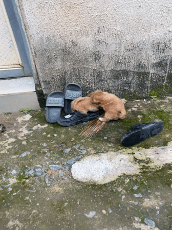 Puppies and people hang out in a Jos courtyard