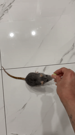 Grey rat takes food from a hand, belly-up on tile