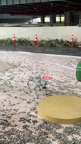A grey, four-legged robot stands on a circular yellow platform in an outdoor area with a gravel-covered ground. The robot has a blue light on its head. Behind the robot, there is a large green barrel. In the background, there are several orange and white traffic cones and rows of plants. A white wall runs along the back of the area. Part of a person in a black uniform is visible on the left side of the frame. The robot is stationary on the platform.