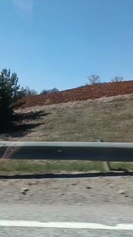 The video shows a roadside view from a moving vehicle, likely a car. The landscape consists of fields and trees under a clear blue sky. A silver guardrail is visible in the foreground. The fields vary in color, ranging from brown to dry grass. There are scattered trees on the horizon, and some dense evergreens closer to the road. The vehicle is moving at a moderate pace, and the video appears to be shot on a sunny day.