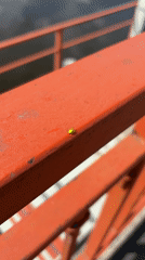 Green spider spotted on bridge railing in Kolomna
