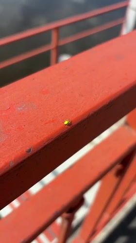 Green spider spotted on bridge railing in Kolomna