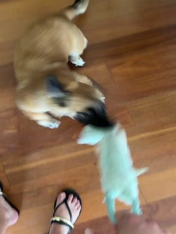 A tan dog is playing with a light-colored toy on a wooden floor. A person's feet are visible at the bottom of the frame. The dog is moving quickly, causing motion blur. The dog is seen shaking its head and pulling at the toy.