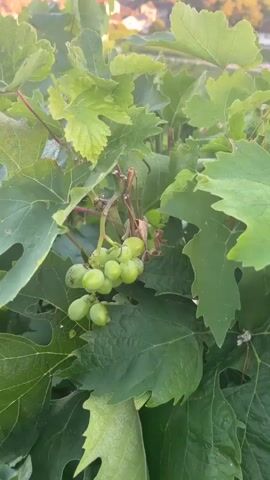 A close-up shot of green grape clusters on a vine transitions to a panoramic view of a village nestled in a valley of vineyards. The village features red-tiled roofs and is bordered by a body of water in the distance, with mountains visible on the horizon. The lighting suggests it is either sunrise or sunset.