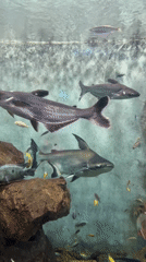 Iridescent sharks filmed swimming in Changning District aquarium
