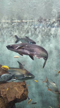 Iridescent sharks filmed swimming in Changning District aquarium