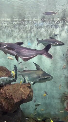 Iridescent sharks filmed swimming in Changning District aquarium