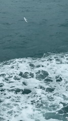 Terns flying over choppy seas off Ko Samui