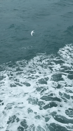 Terns flying over choppy seas off Ko Samui